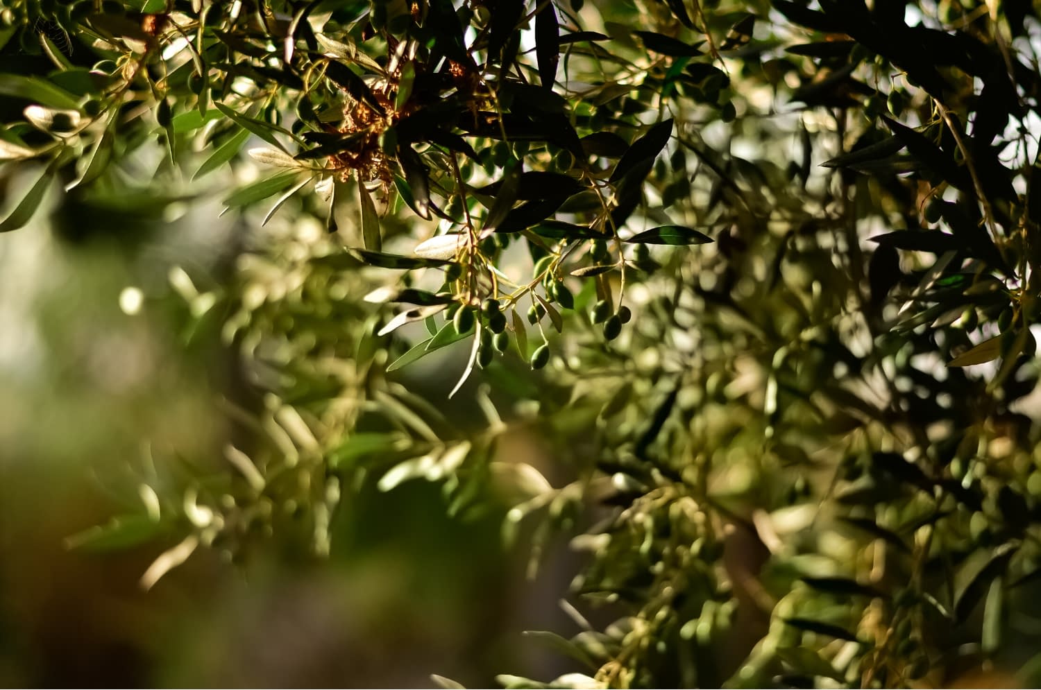 Taille d'olivier à Vence