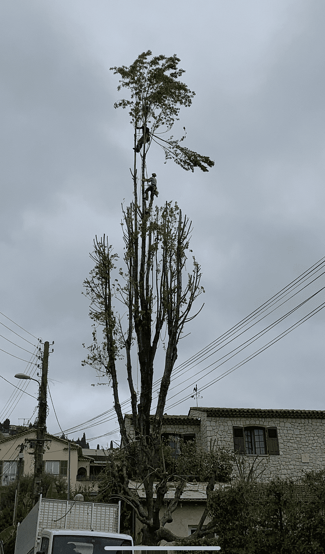 Danielou élagage - abattage d'arbre à Antibes